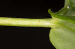 Longsepal beardtongue